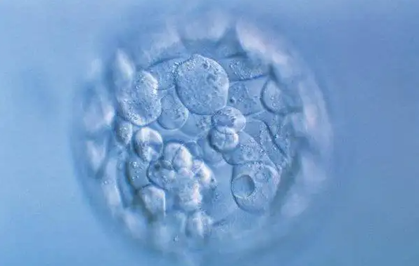 南京供卵试管助孕价格-试管婴儿囊胚养育的成功率取决于患者的体型。(图1)